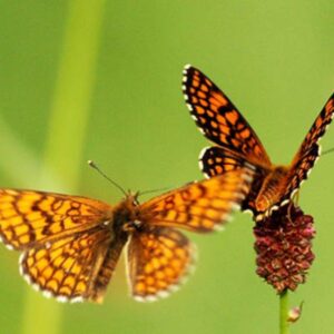 Őrségi Nemzeti Park