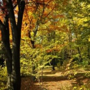 Pécsi Tudományegyetem Botanikus Kert - Pécs