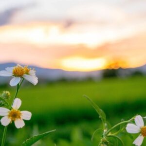 Ostrea Geológiai tanösvény – Dédestapolcsány