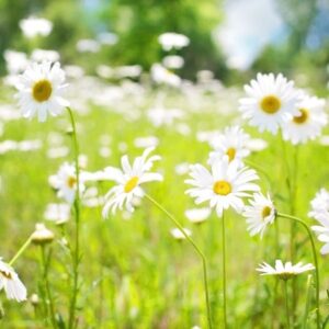 Pisztráng tanösvény – Miskolc