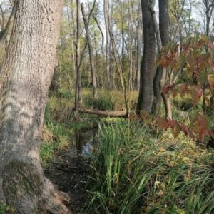 Selyemréti tanösvény – Ócsa