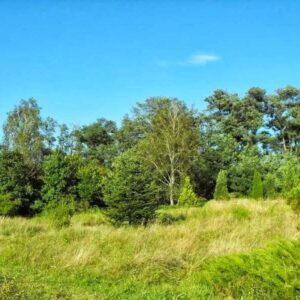 Nyíri Arborétum - Nyírpazony