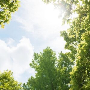 Andó-kúti erdei tanösvény – Miskolc