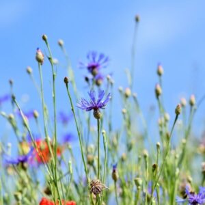 Fekete rét – Hortobágy