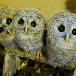 Kőszegi Chernel-kert Arborétum - Kőszeg