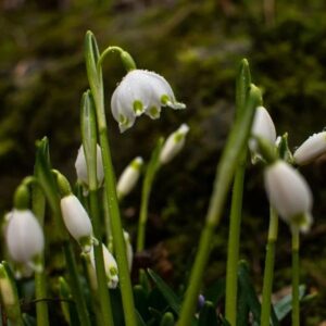 Füvészkert – Budapest
