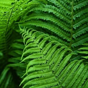 Pandúr tanösvény – Baja