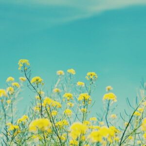 Sétáló tanösvény – Szajol