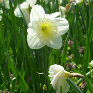 Alcsúti Arborétum – Alcsútdoboz