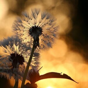 Büki tanösvény – Bük