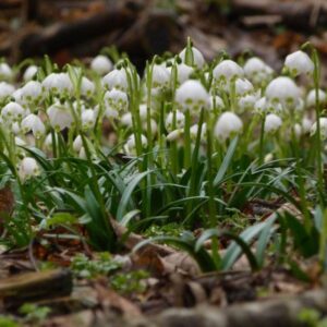 Dobogó-erdő tanösvény – Körmend
