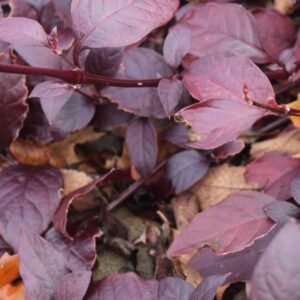 Ágneslaki Arborétum