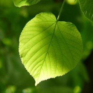 Történelmi Panorámaút tanösvény – Kőszeg