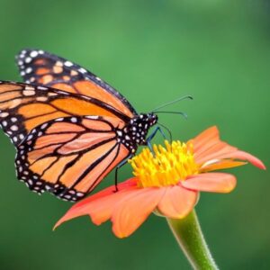 Farkaserdő tanösvényei – Budapest