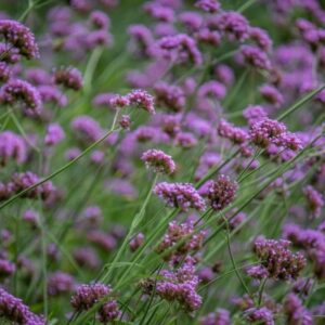 Botanikai tanösvény – Tápiószele