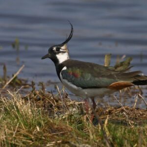 Sárvíz-völgye Tájvédelmi Körzet