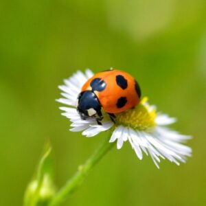 Nyitnikék – Nagykanizsa