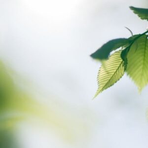 Szalamandra-tanösvény – Dédestapolcsány