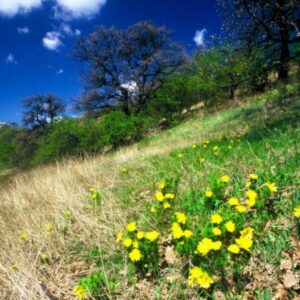 Gödöllői Dombvidék Tájvédelmi Körzet
