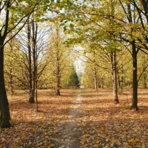 Kecskeméti Arborétum - Kecskemét