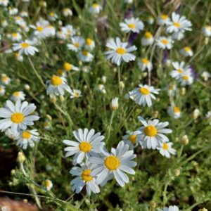 Soroksári Botanikus Kert