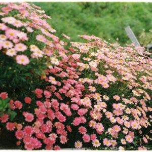 Tiszaigari Arborétum - Tisza-tó közelében