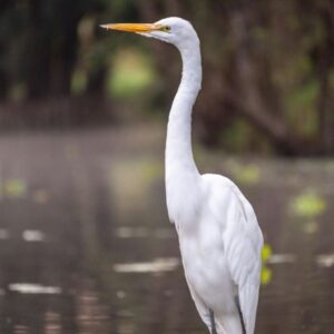 Kócsag tanösvény – Diás-sziget