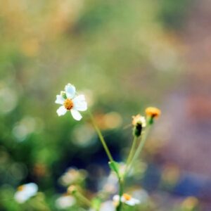 Barát-réti tanösvény – Felsőtárkány