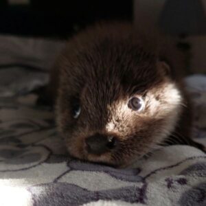 Petesmalmi Vidrapark (SOMOGY MEGYE)