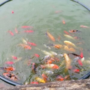 Bella Állatpark (SOMOGY MEGYE)