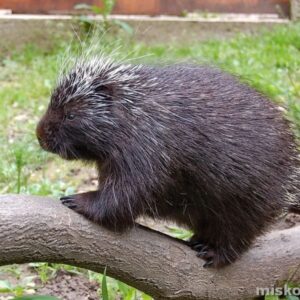 Miskolci Állatkert- és Kultúrpark