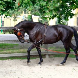 Mezőhegyesi Ménesbirtok