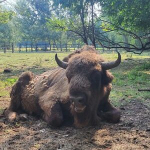 Körösvölgyi Állatpark