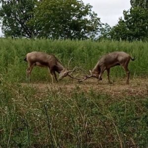 Bőszénfai Szarvasfarm (SOMOGY MEGYE)