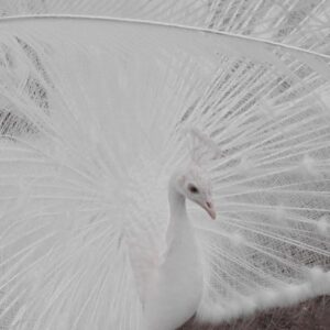 Balatoni Madárkert (SOMOGY MEGYE)