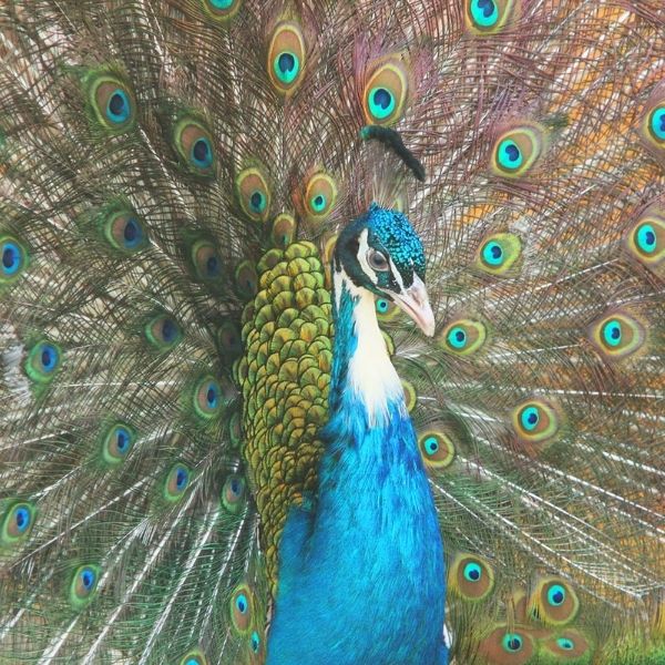 Helikon Kastélymúzeum Madárparkja