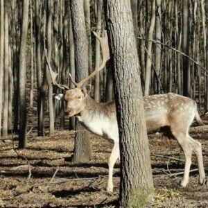 Tamási (Miklósvári) Vadaspark (TOLNA MEGYE)