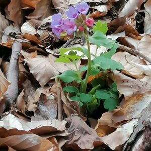 Parádsasvár Mini Ősjuhar Tanösvény – Parádsasvár