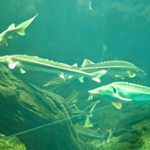 Tiszatavi Ökocentrum