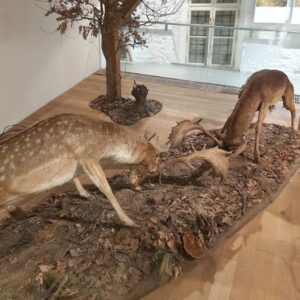 Széchenyi Zsigmond Kárpát-Medencei Magyar Vadászati Múzeum (HATVAN)