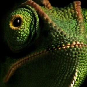 Egzotikus hüllő- és rovarkiállítás (KESZTHELY)