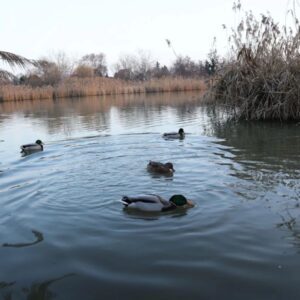 Úszóláp tanösvény – Szigetszentmiklós