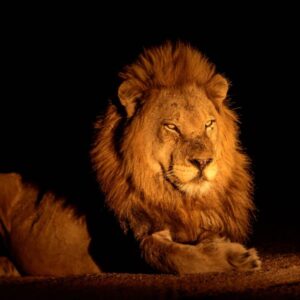 Állatkertek éjszakája Budapest